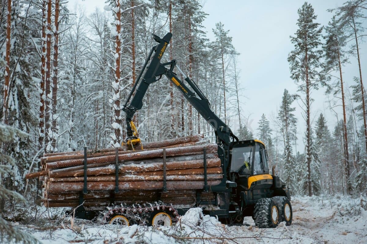 Сами заготавливаем северный лес зимней рубки
