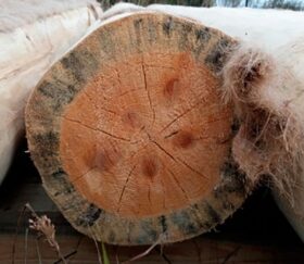 признаки некачественной древесины