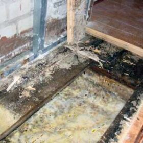 Грибок в деревянном доме