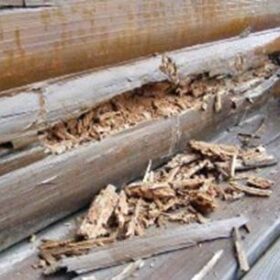 Грибок в деревянном доме