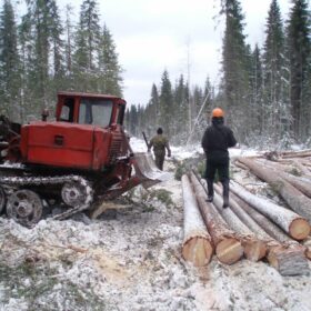 Эко-тех заготовка леса