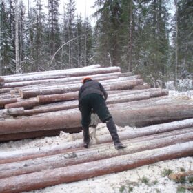 Эко-тех заготовка леса