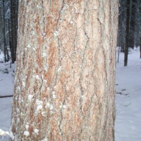 Эко-тех заготовка леса